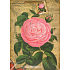 Nekupto Geschenk Papiertüte 23 x 18 x 10 cm Rose 1016 01 KFL