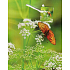 Nekupto Geschenk Papiertüte 23 x 18 x 10 cm Grün mit Fliege 1297 50 KFM