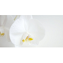 Millefiori Milano Natural Fiori D'Orchidea - Orchideenblüten Raumspray Geruchsabsorber 150 ml