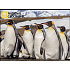 Prime3D Magnet - Pinguine 9 x 7 cm