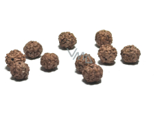 Rudraksha natürliche Perle 9 mm, 10 Stück