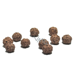 Rudraksha natürliche Perle 9 mm, 10 Stück Rudraksha natürliche Perle 9 mm, 10 Stück