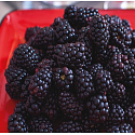 Dorfkerze Waldfrucht und Kardamom - Beerenkardamom Duftkerze im Glas 2 Dochte 262 g