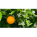 Millefiori Milano Natural Legni und Fiori d'Arancio - Holz- und Orangenblüten Home Spray Geruchsabsorber 150 ml