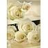 Nekupto Geschenk Papiertüte 32,5 x 26 x 13 cm Weiße Rosen 1 Stück 583 01