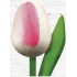 Böhmen Geschenke Holztulpe weiß-violett 20 cm