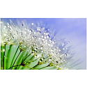 Silan Fresh Control Floral Crisp Weichspülerkonzentrat 36 Dosen 900 ml