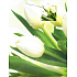 Nekupto Geschenk Papiertüte 18 x 23 x 10 cm Tulpe 1359 50 KFM
