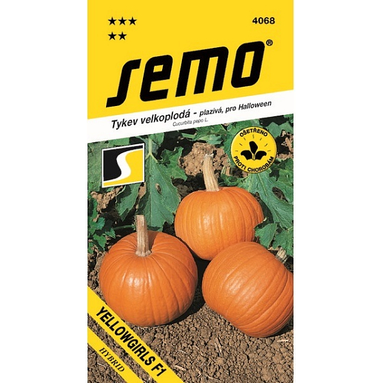 Semo Gourd kriechende Yellowgirls F1 für Halloween 3 g