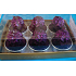 Zugegeben, Candy Box Metallic Purple Ball 6tlg