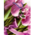Nekupto Geschenk Papiertüte 23 x 18 x 10 cm Tulpen mit Band 1 Stück 818 30 BM