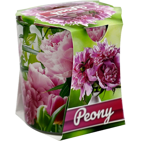 Admit Verona Peony - Pfingstrose Duftkerze im Glas 90 g