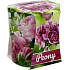 Admit Verona Peony - Pfingstrose Duftkerze im Glas 90 g