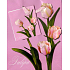 Nekupto Geschenk Papiertüte 14 x 11 x 6,5 cm Tulpen rosa Hintergrund 1 Stück 597 30 BS