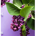 Village Candle Wild Lilac Duftkerze im Glas 2 Dochte 262 g