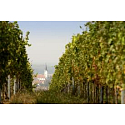 Korkstopfen 26 x 22 x 19 mm, 0,7 l