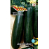 Seva-Samenkürbis Zucchini Nero di Milano grün 1,5 g