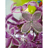 Nekupto Geschenk Papiertüte mit Glitzer 23 x 18 x 10 cm Orchidee 1 Stück 50030