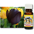 Slow-Natur Königin der Nacht Duftöl 10 ml