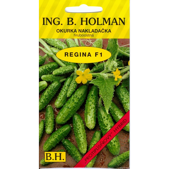 Holman F1 Regina-Gurken ausgesät 1,1 g