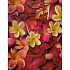 Nekupto Geschenk Papiertüte 23 x 18 x 10 cm Blumen 1293 30 KFM
