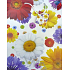 Nekupto Geschenk Papiertüte 32,5 x 26 x 13 cm Bunte Blumen 1 Stück 350 02