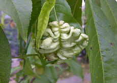 Agro Kadeřavost Stop Behandlung von Pfirsichen 2 × 10 g