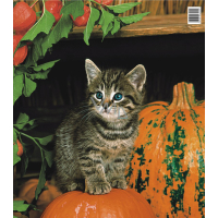 Press Plastiktasche 45 x 50 cm Kätzchen und Kürbis 1 Stück