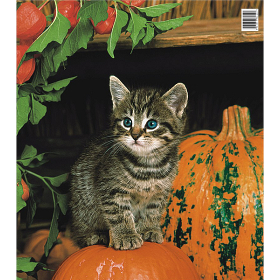 Press Plastiktasche 45 x 50 cm Kätzchen und Kürbis 1 Stück